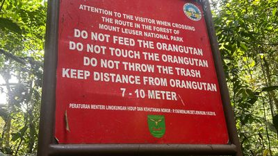 OPEN TRIP - START MEDAN: FULL DAY JUNGLE TREKKING AND RIVER TUBING BUKIT LAWANG - Image - 13761